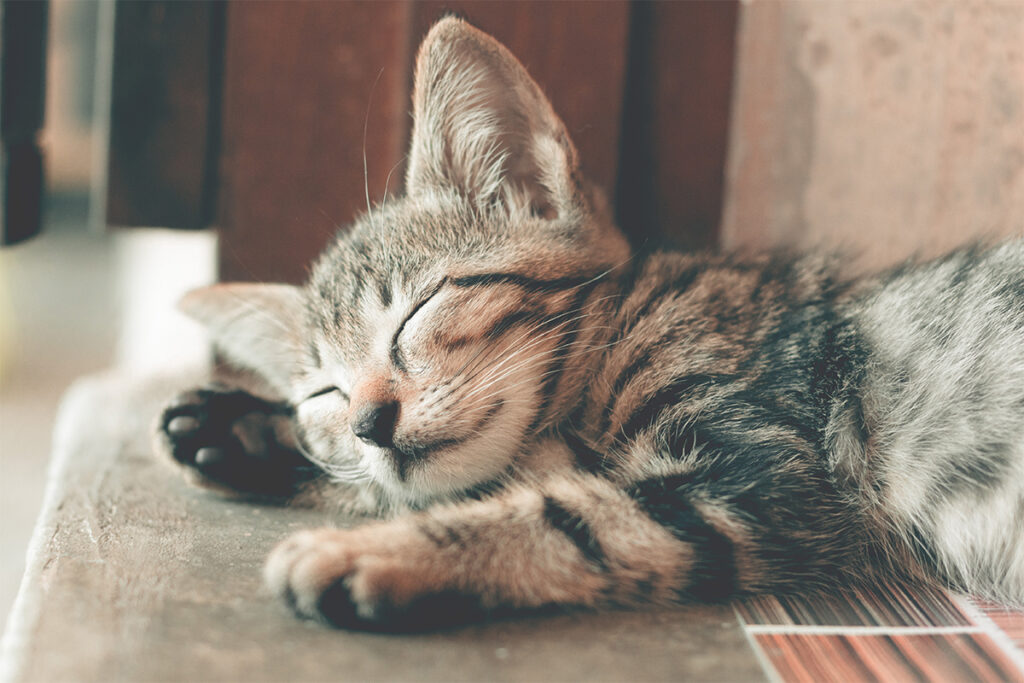 Wussten Sie, dass die Flohmittel für die Katze nicht nur auf Ihre Katze beschränkt ist? Wichtig ist auch, was sie umgibt